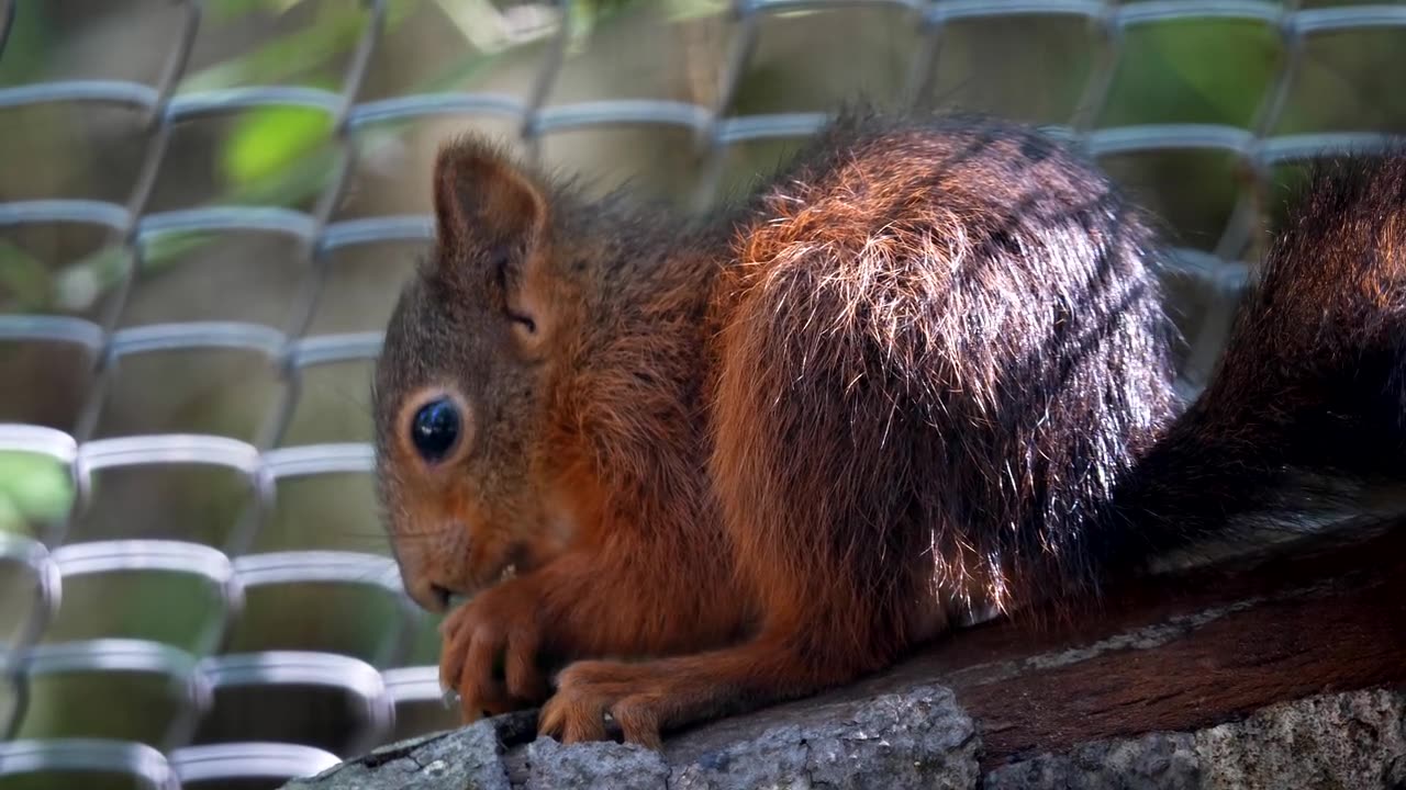 Squirrel rodent eat...!!!