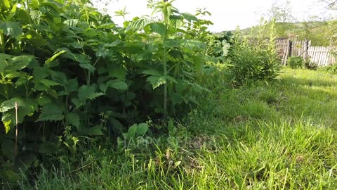 Sounds of nature in Serbia