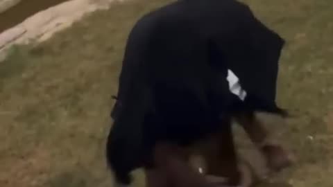 ORANGUTAN.S ARE INTELLIGENT