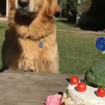 Dog someone tries to touch my cake 😆🥰 |Funny animal videos| try not to laugh
