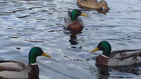 Mallard ducks