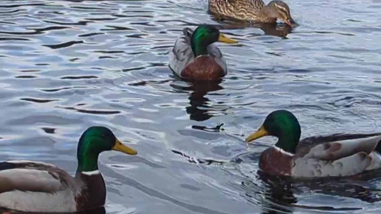 Mallard ducks