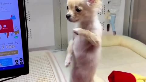 Dog funny dance video