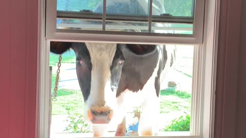 Curious Cow Peeks Through Window