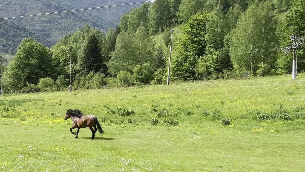 Alluring horses