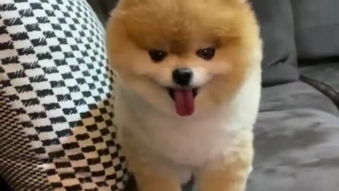 Cute puppy doing exercise