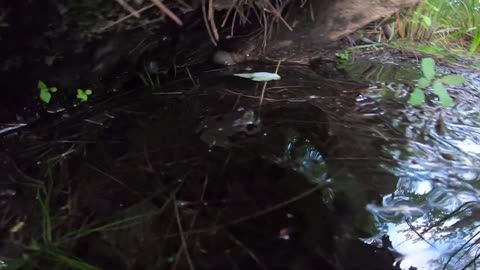 Bullfrog