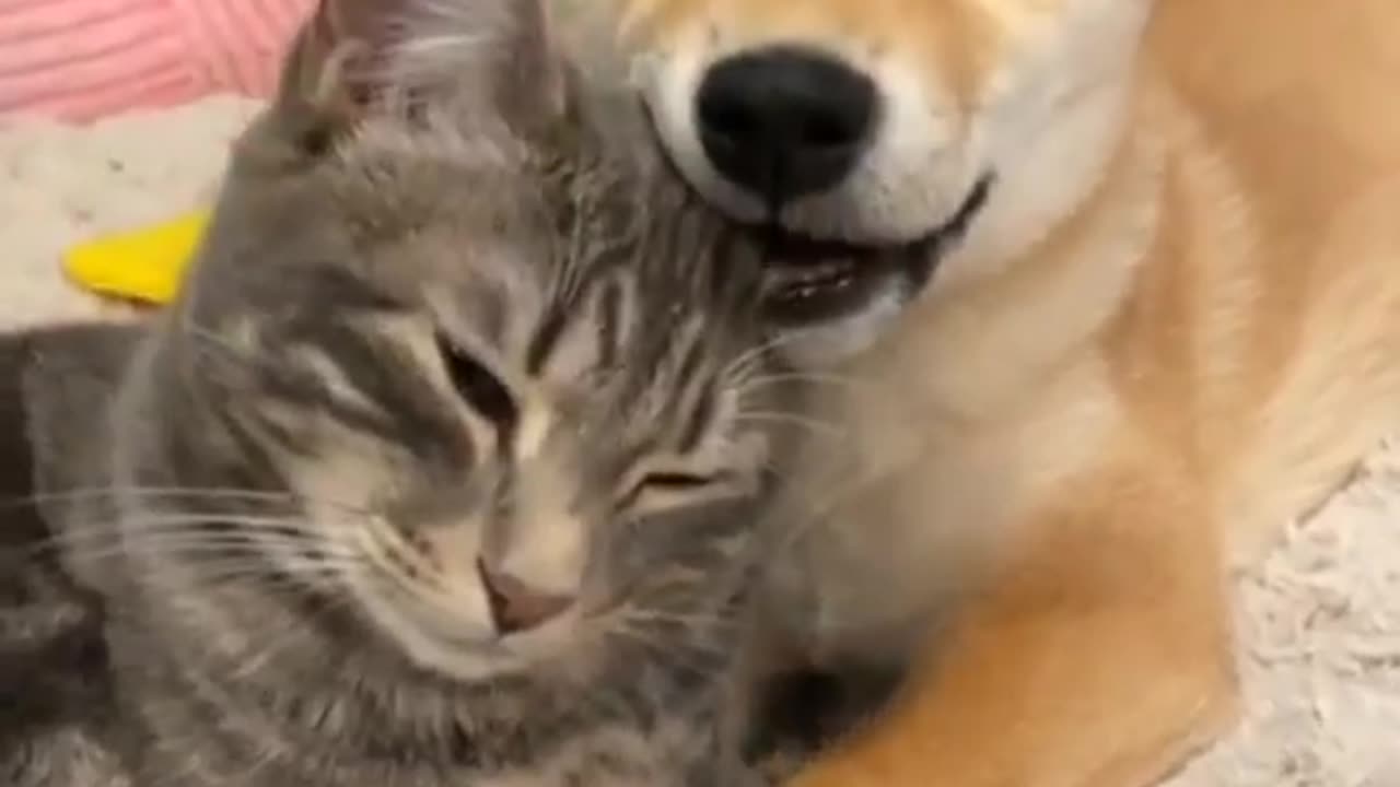 Kitty and dog