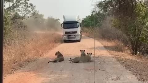 The angry lions and the truck