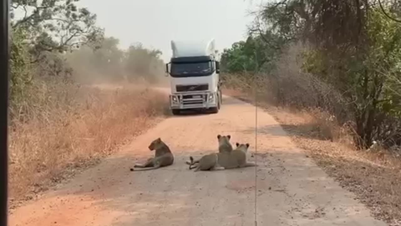 The angry lions and the truck