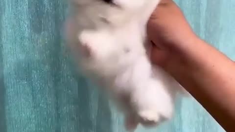 Fluffy puppy