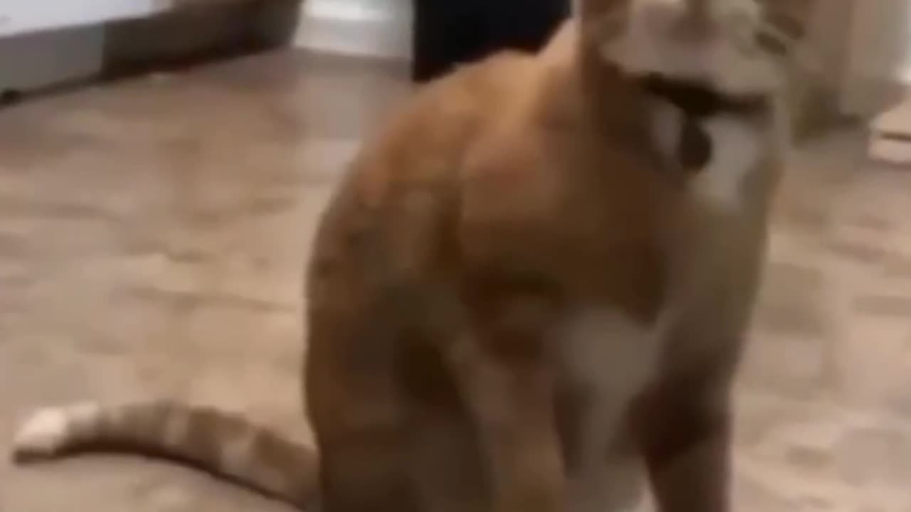 Cute and funny animal videos 😂 cat videos