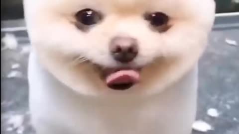 Cute puppy