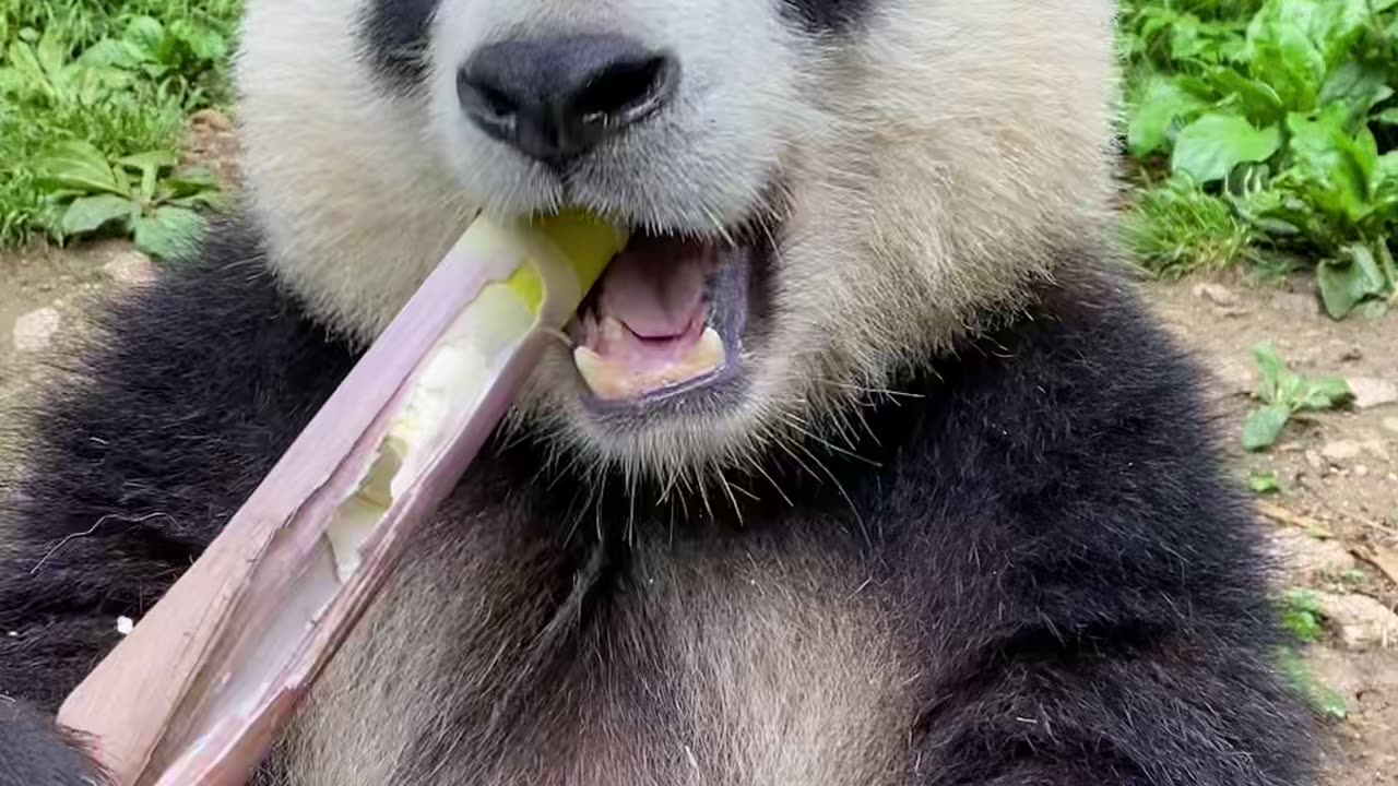 Giant panda eating bamboo | wild animals | animals