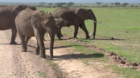 Too cute. This baby elephant is trying to cross the stream