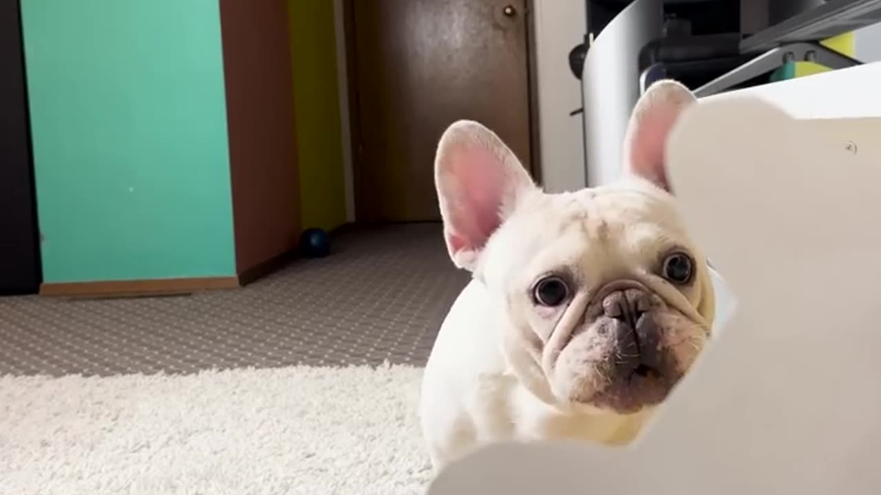 pranking My pet