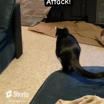 Shake, shake, shake your booty … Then attack. #CatBootyShake #CatShorts