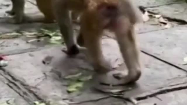 Superfast naughty monkey #shorts #shortsvideo #viral #video