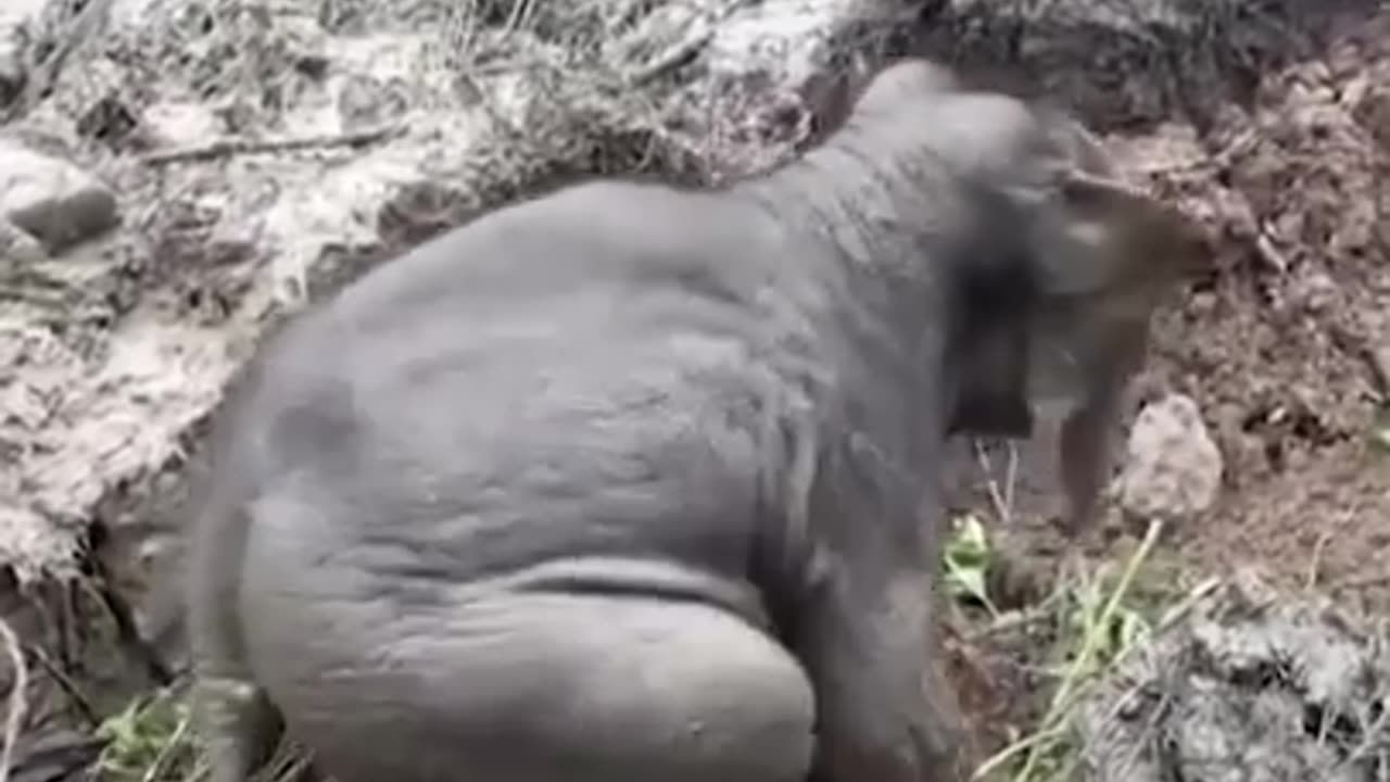 amazing elephant rescue