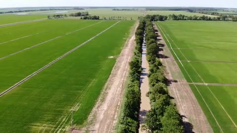 Rice field treated with Albit and herbicide from crop duster