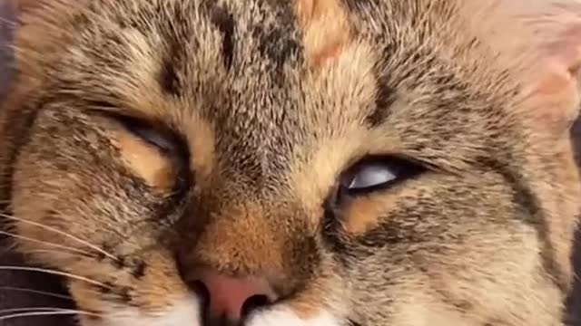 #cat #кошка #catsoftiktok