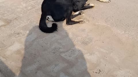 Dog age 12 year
