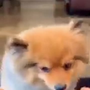 Cute puppy likes chocolate #short#trending#viral#dog