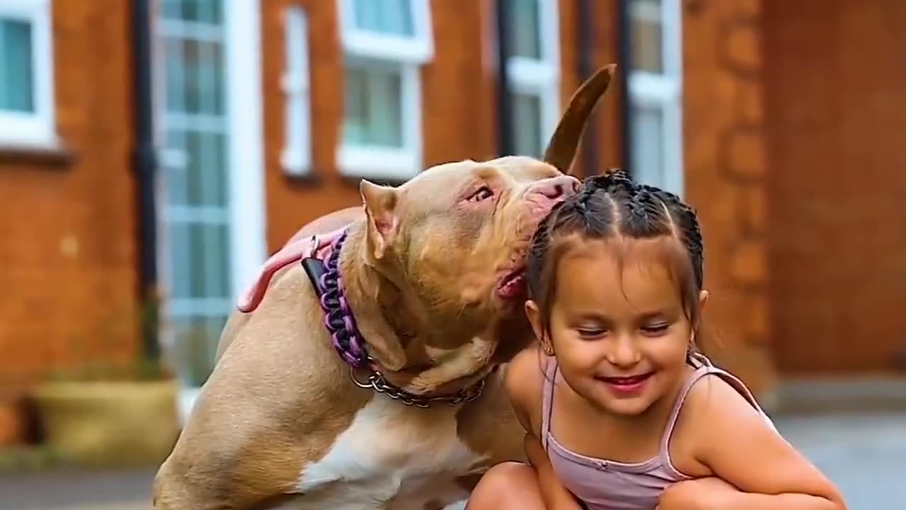 Dogs lovers putbullg very nice video