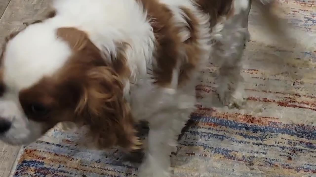 King Charles Cavalier reverse sneeze