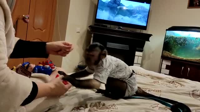 Учимся приносить игрушки