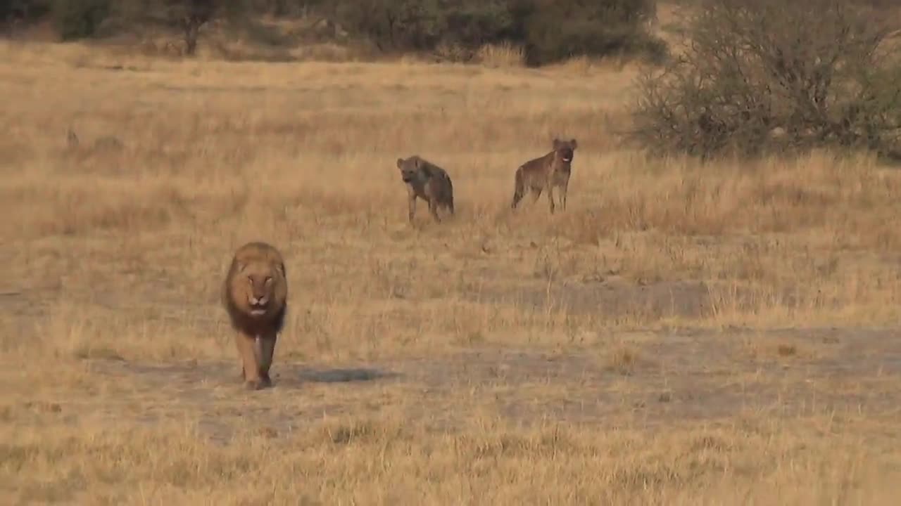 LIONS VS HYENAS - Clash of Enemies