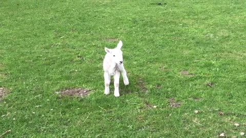 Cute baby lamb has a loud baa