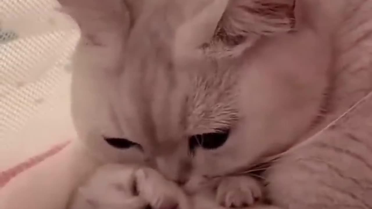 Cat loves puppies 💞cute video 😍😍