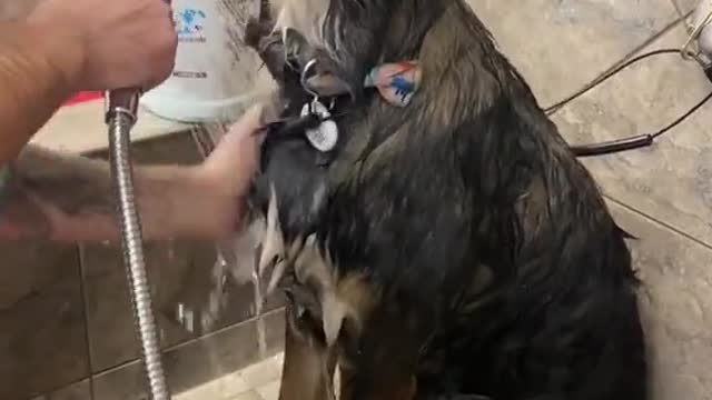 Spa Day for Partially Blind Rescue Dog