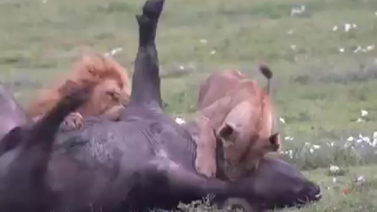 How two lions captured a Bull after a little struggle