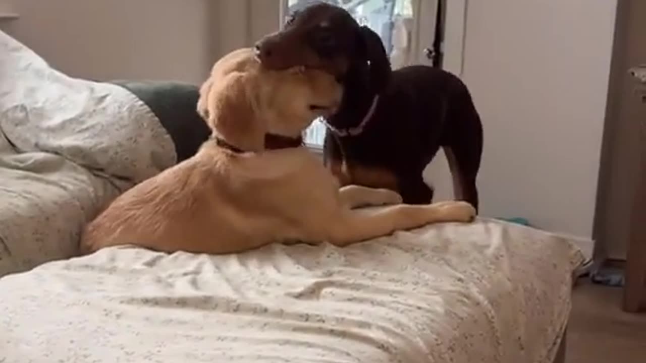 Cute Dog Video :)