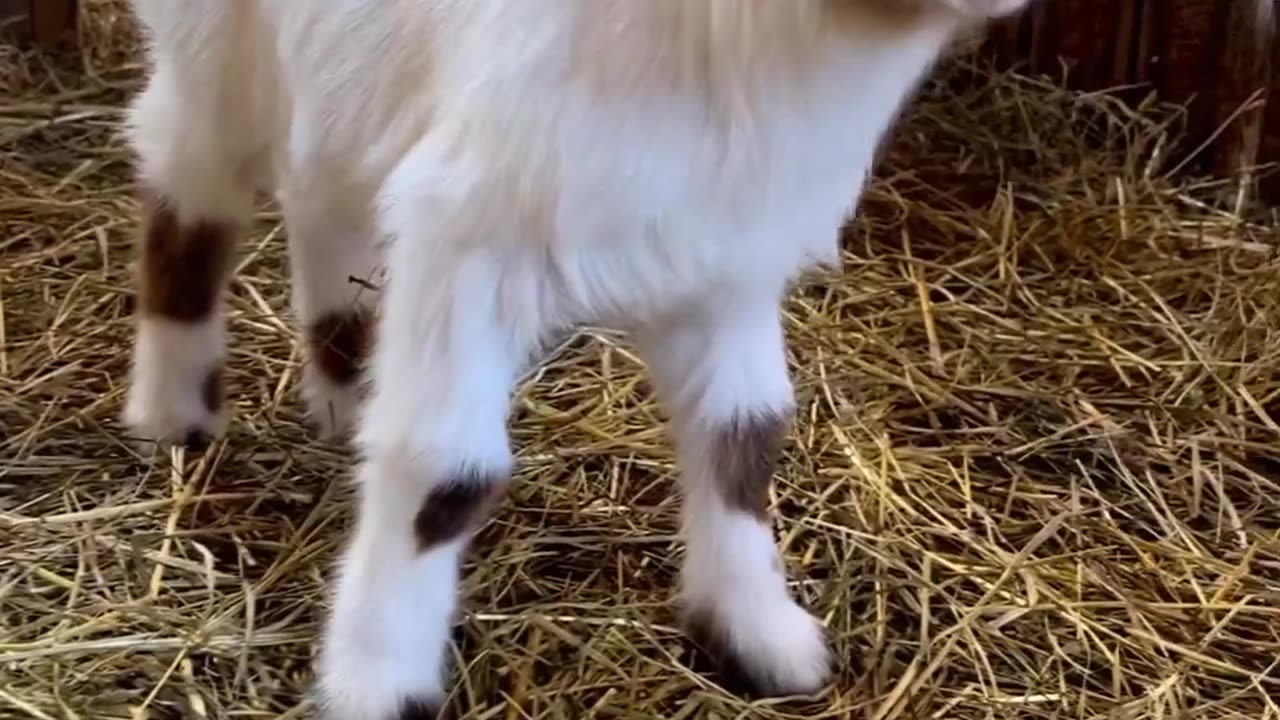 Baby Goat