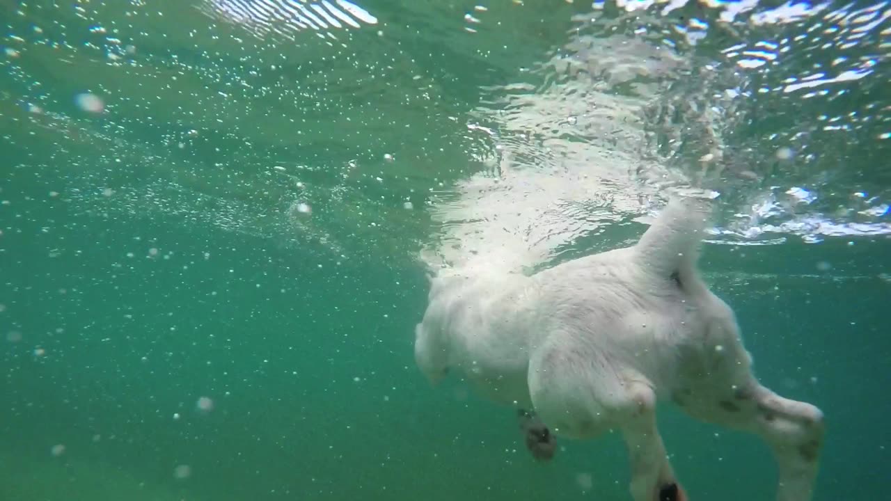 dog is swiming in the river