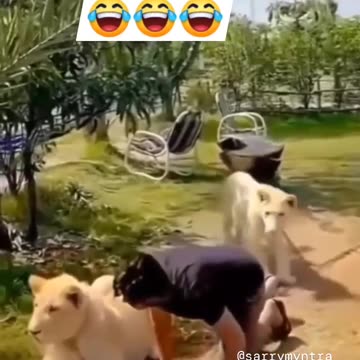 Man suprise to Lion 🦁