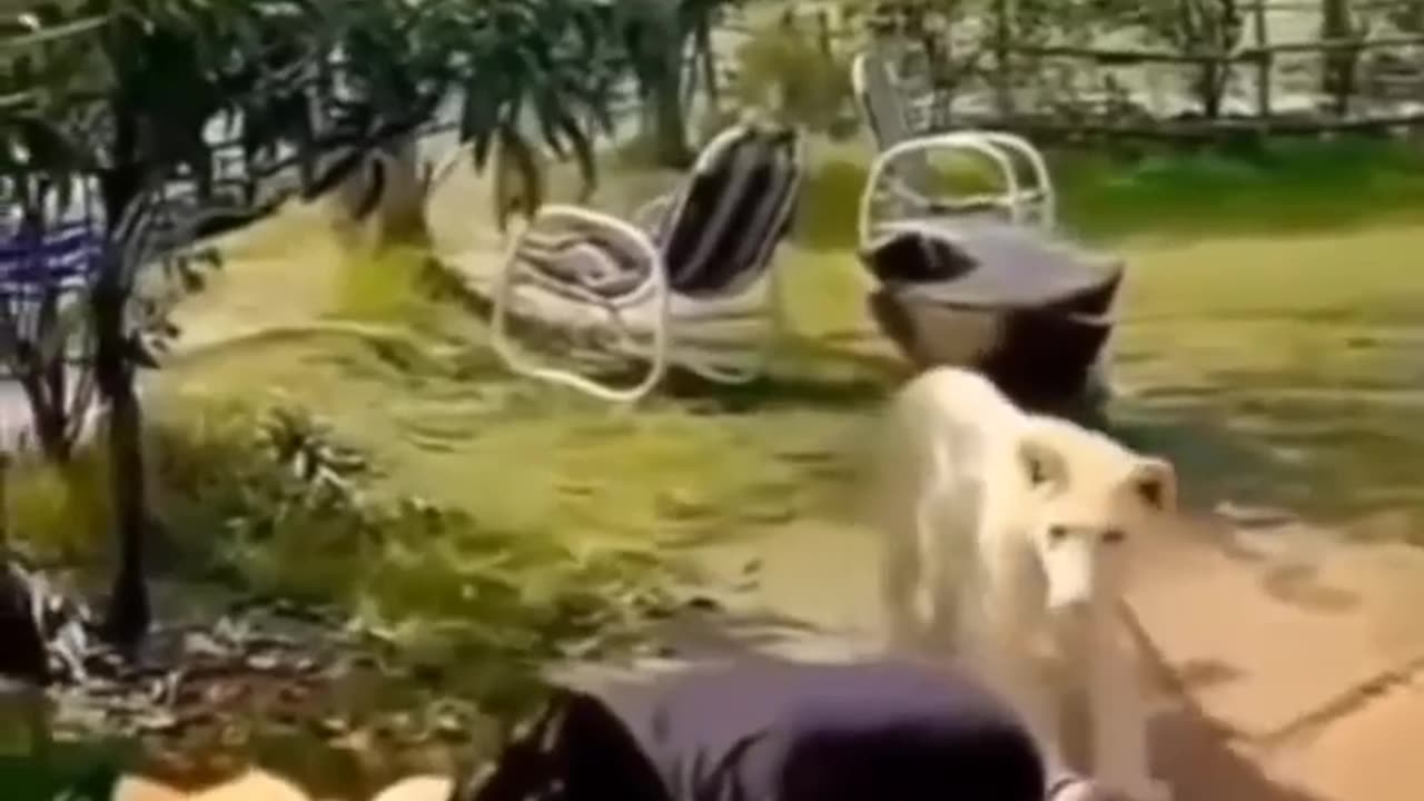 Man suprise to Lion 🦁