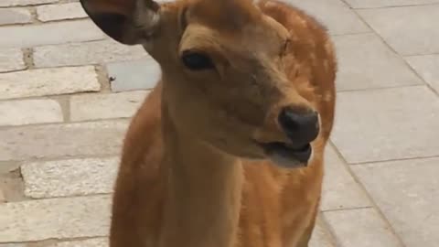 Hilarious screaming deer in Nara Japan (Original)2021