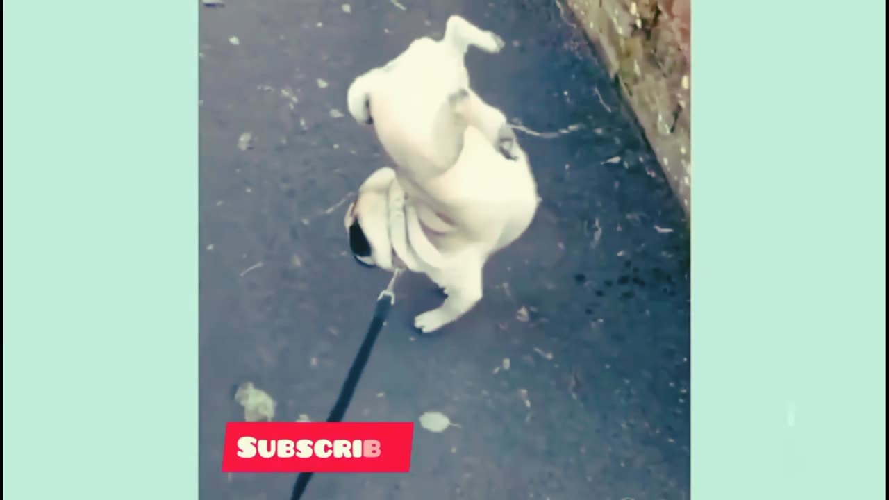 Dogs funny video