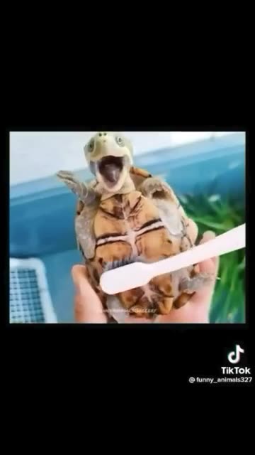 cute and funny cats and dogs🤣🤣🤣