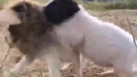 Funny Dogs viral video