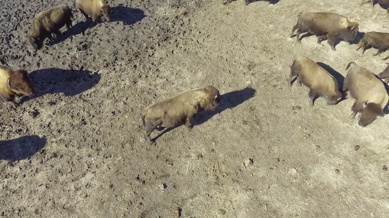 Creative Shepherd Uses A Drone To Herd Buffalo In Kansas