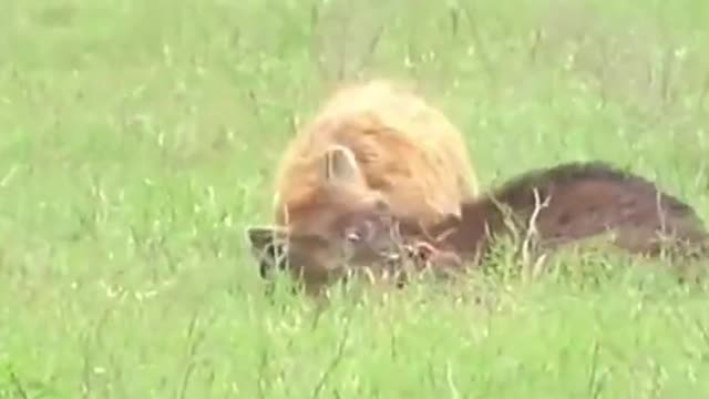 The calf was mauled by a hyena and the mother buffalo showed up just in time