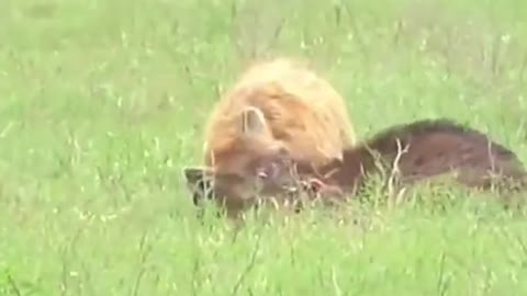 The calf was mauled by a hyena and the mother buffalo showed up just in time