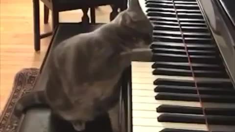 Musical Cat