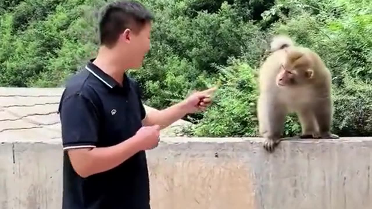 Funny Monkey