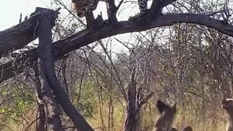 Lion fighting